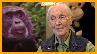 Jane 84 leefde jarenlang tussen chimpansees [upl. by Nnylacissej906]