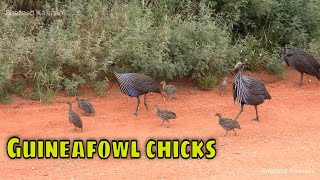 Vulturine Guineafowl With Chicks [upl. by Lindsay]