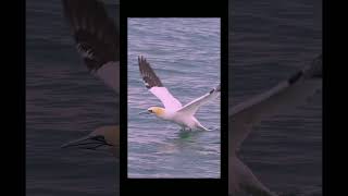 The Majestic Divers Discovering Northern Gannets in Flight [upl. by Astor]