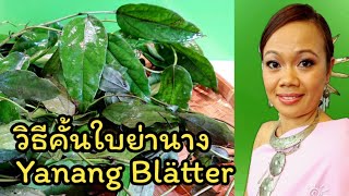 Yanangwasser Vorbereiten  Yanang Blätter Tiliacora Triandra ย่านาง  Thai Küche [upl. by Seigel365]