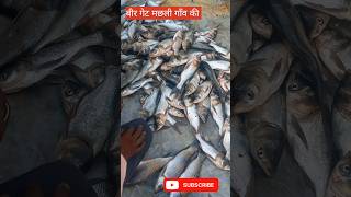 Briget fish  गाँव की देसी मछली arunblog fish shortvideo fishing shorts [upl. by Breeze923]