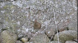 Corncrake  Tory Island [upl. by Atteyram]