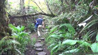 Ballade dans la Forêt de Bébour à la Réunion [upl. by Pearlstein934]