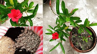 How to Grow Mandevilla in Pots  Tips for growing Mandevilla Vine  How to get more flowers [upl. by Aleece615]