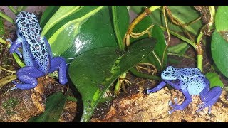 Vivarium Basics  Turning an Aquarium into a Dart Frog Vivarium [upl. by On174]