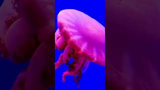 MUSHROOM CAP JELLYFISH PART3 2024 jellyfish amazinganimals beautifulanimals shorts short [upl. by Taryne]