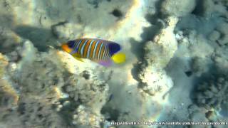 королевская рыба ангел Pygoplites diacanthus Royal angelfish [upl. by Silden]