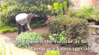 Great Comp Salvia Planting [upl. by Pelage]