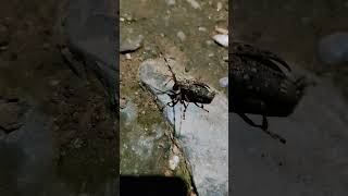 Beautiful Longhorn beetle insect short video😇🥰 [upl. by Naik]