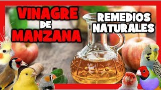 VINAGRE de MANZANA para CANARIOS y PAJAROS EXOTICOS 🐤 REMEDIOS NATURALES para DESPARASITAR CANARIOS [upl. by Kutzer]