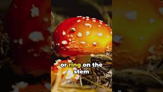 Are mushrooms poisonous or not  facts shortvideos shortfacts viral ytshortsvideo subscribe [upl. by Doe]