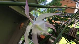 Brassavola Rhynchovola David Sanders [upl. by Pope988]