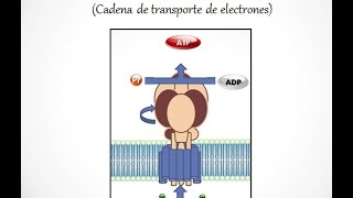 Fosforilación oxidativa [upl. by Enel]