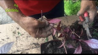 Como reproducir la planta amaranto rojo Amaranthus cruentus [upl. by Arraic827]