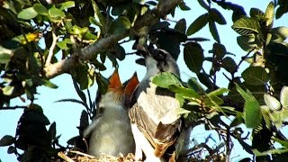 Loggerhead Shrike feeding nestlings [upl. by Collen451]