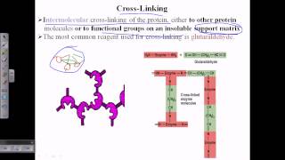 Enzyme cross linking [upl. by Jahncke]