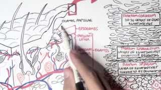 Dermatology  Overview [upl. by Olwena]