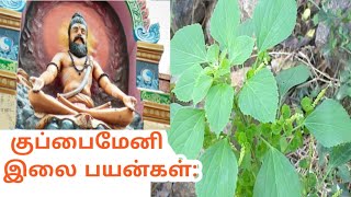 Kuppaimeni Uses in Tamil குப்பைமேனி இலை பயன்கள் [upl. by Elleina94]