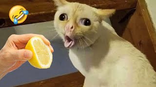 Ultimate Funny Cats and Dogs 😻🐶 Funniest Animals 😂 Part 10 [upl. by Munster595]