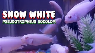 IKAN SNOW WHITE  Pseudotropheus Socolofi FISH [upl. by Crane905]