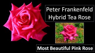 Peter Frankenfeld Rose  Deepest Pink Rose Hybrid Tea Rose  Rose id [upl. by Analaj]