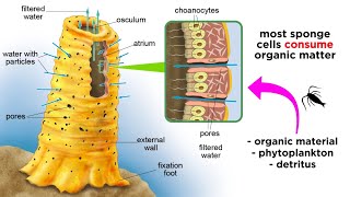 Phylum Porifera Sponges [upl. by Aivull]