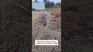 Sheep Mourns His Horse Friend 🌈💔 [upl. by Ennaitsirk]