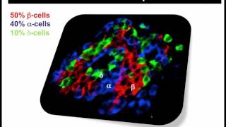 Insulin amp Glucagon Regulation Webinar Recording [upl. by Calle]