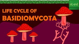 LIFE CYCLE OF BASIDIOMYCOTA fungi biology basidiomycota ntend6435 [upl. by Rosemary]