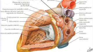 Anatomía cardíaca para Enfermería [upl. by Adniram55]