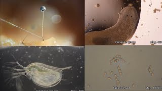 The Amazing Microscopic World [upl. by Walls40]