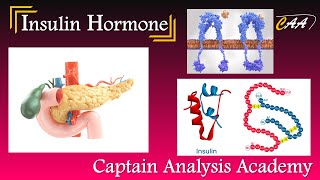 E11Insulin Hormone amp CPeptide هرمون الانسولين ودوره بجسم الانسان [upl. by Mort]