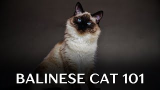 Balinese Cat 101  Everything You Need to Know [upl. by Secnirp521]