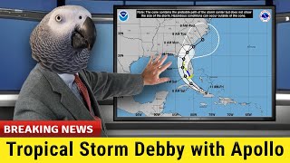 Hurricane Debby Stream  Apollo the Talking African Grey Parrot [upl. by Tiloine]