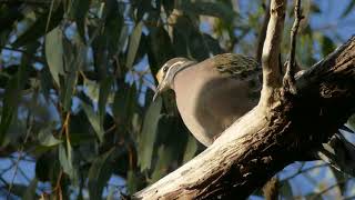 Common Bronzewing calling 29 July 2021 Melbourne Australia P3260264 69 70 75 [upl. by Berkshire228]