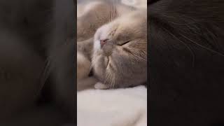 बिल्ली की गायन catvideos cat funnyvideo catlover cute [upl. by Eenwat]