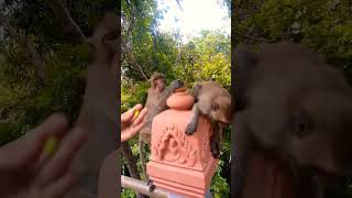 WoW monkey Review premate animals [upl. by Fanechka]