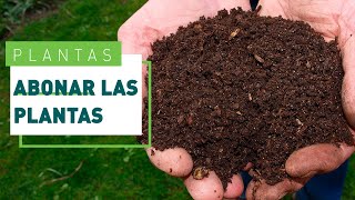 Cómo y cuándo abonar las plantas todo sobre el NPK  Verdecora [upl. by Lauretta362]