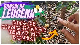 BONSAI DE LEUCENA  RETIRADA DO ARAME E UMA DICA NO FINAL  VIDEO 12  CRIANDO BONSAI [upl. by Annyrb]