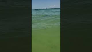 Dolphin at Lighthouse Beach Sanibel FL [upl. by Hebel]