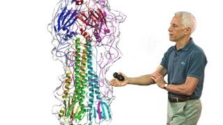 Stephen Harrison Harvard Part 2 Viral membrane fusion [upl. by Anderson]