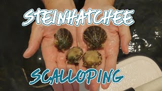 Steinhatchee Scallop season 2024 FULL HOWTO GUIDE [upl. by Riki378]