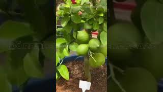 ⚠️REVELO el Fertilizante Casero que acelera el crecimiento de cualquier ÁRBOL FRUTAL en tu Jardín🍋 [upl. by Aicylla]