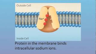 Sodium Potassium ATPase Pump [upl. by Jackqueline]