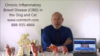 Chronic Inflammatory Bowel Disease CIBD in the Dog and Cat [upl. by Seravart126]