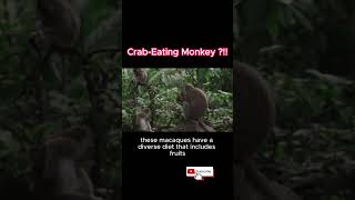 CrabEating Macaque The Primate Crab Connoisseur [upl. by Rehpitsirhc]