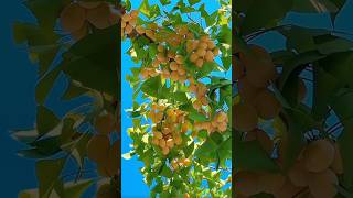 Ginkgo Biloba Fruit ginkgobiloba ginkgo trendingfruit [upl. by Tolley]