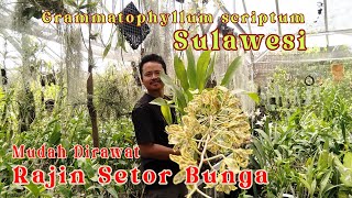 Grammatophyllum scriptum Sulawesi Mudah Merawatnya Rajin Setor Bunga  Galeri Anggrekku [upl. by Snave]