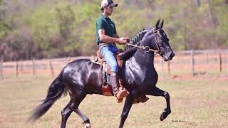 ELO ASPJ  CAVALO DA SEMANA  MANGALARGA MARCHADOR [upl. by Mattland859]