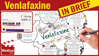 Venlafaxine Effexor XR 150 mg What is Venlafaxine Used For Dosage Side Effects amp Precautions [upl. by Hiltan]